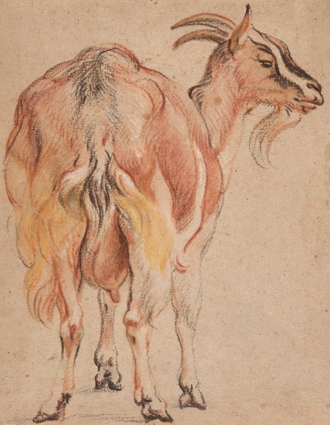 Main Product Photo of Goat  Painting by Jacob Jordaens