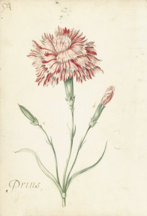 Carnation by Jacob Marrel Oil Painting