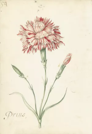 Carnation by Jacob Marrel Oil Painting