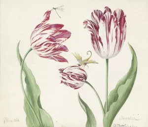Drie tulpen met waterjuffer en een ander insect Oil painting by Jacob Marrel