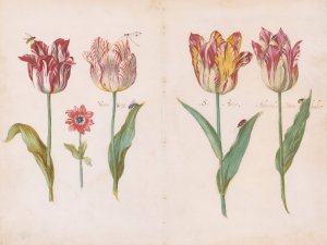 Sheet from a Tulip Book by Jacob Marrel Oil Painting