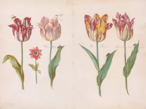 Sheet from a Tulip Book by Jacob Marrel Oil Painting