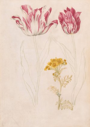 Twee tulpen en een takje met gele bloemen by Jacob Marrel Oil Painting