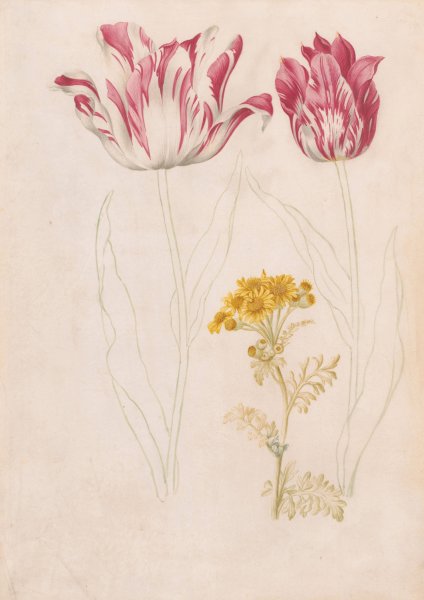 Main Product Photo of Twee tulpen en een takje met gele bloemen  Painting by Jacob Marrel