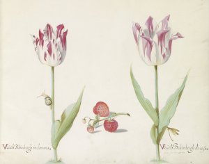 Twee tulpen met aardbeien en slak by Jacob Marrel Oil Painting
