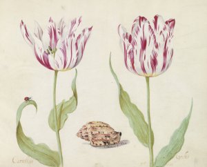 Twee tulpen met schelp en lieveheersbeestje by Jacob Marrel Oil Painting