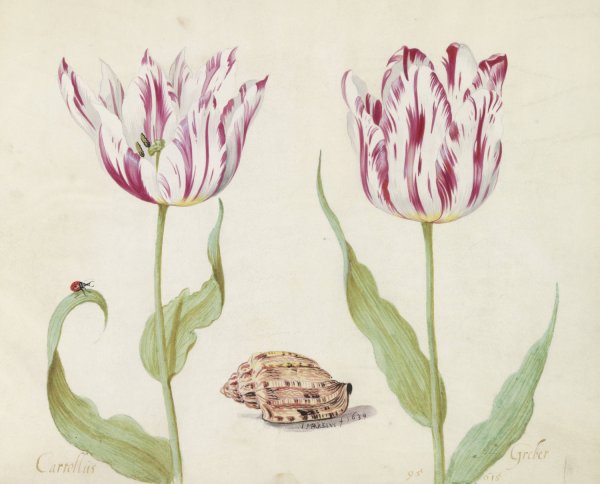 Main Product Photo of Twee tulpen met schelp en lieveheersbeestje  Painting by Jacob Marrel