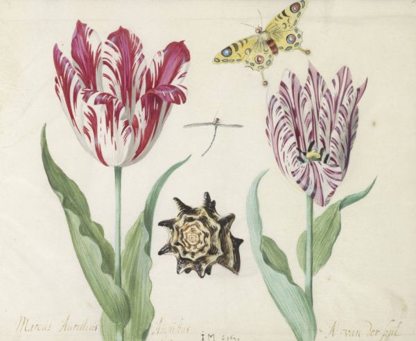Main Product Photo of Twee tulpen met schelp, waterjuffer en vlinder  Painting by Jacob Marrel