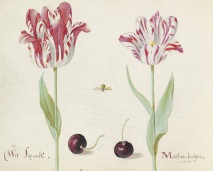 Twee tulpen met twee kersen en bij by Jacob Marrel Oil Painting