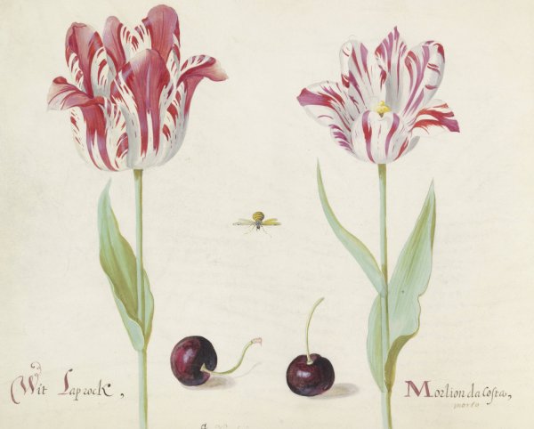 Main Product Photo of Twee tulpen met twee kersen en bij  Painting by Jacob Marrel