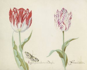 Twee tulpen met vlinder by Jacob Marrel Oil Painting
