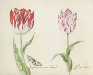 Twee tulpen met vlinder by Jacob Marrel Oil Painting