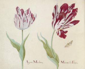 Twee tulpen met vlinder by Jacob Marrel Oil Painting