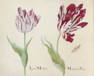 Twee tulpen met vlinder by Jacob Marrel Oil Painting