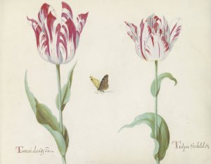 Twee tulpen met vlinder by Jacob Marrel Oil Painting