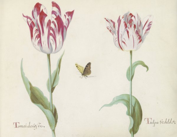 Main Product Photo of Twee tulpen met vlinder Painting by Jacob Marrel