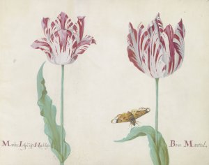 Twee tulpen met vlinder by Jacob Marrel Oil Painting