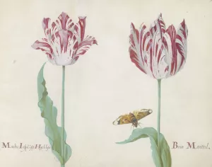 Twee tulpen met vlinder Oil painting by Jacob Marrel