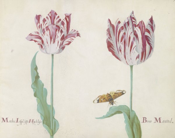 Main Product Photo of Twee tulpen met vlinder  Painting by Jacob Marrel
