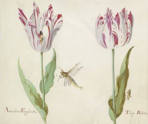 Twee tulpen met waterjuffer en sprinkhaan by Jacob Marrel Oil Painting