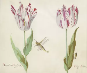 Twee tulpen met waterjuffer en sprinkhaan Oil painting by Jacob Marrel
