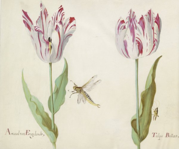 Main Product Photo of Twee tulpen met waterjuffer en sprinkhaan  Painting by Jacob Marrel