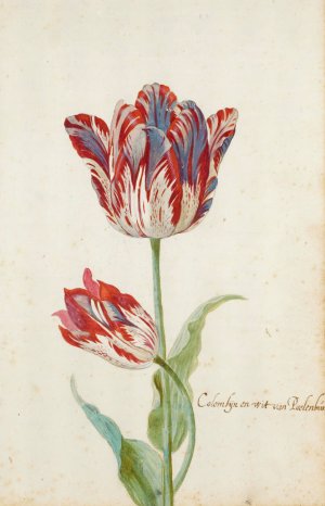 Two Red And White Tulips by Jacob Marrel Oil Painting