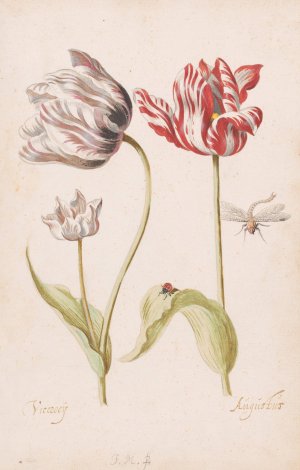 Two Tulips with Insects by Jacob Marrel Oil Painting