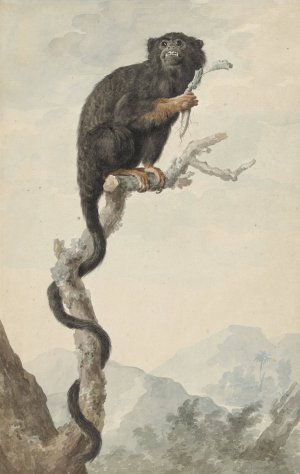 A Red-Handed Tamarin by Jacob Perkois Oil Painting