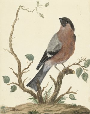 Goudvink by Jacob Perkois Oil Painting