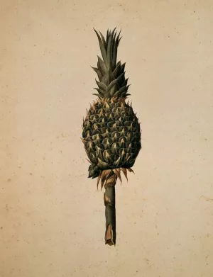 Pineapple by Jacopo Ligozzi - Oil Painting Reproduction