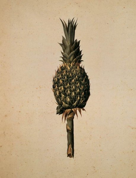 Main Product Photo of Pineapple Painting by Jacopo Ligozzi