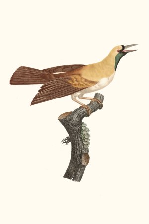 Femelle de petit Oiseau de paradis Emeraude. by Jacques Barraband Oil Painting