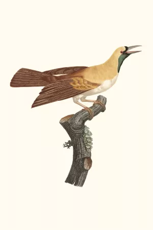 Femelle de petit Oiseau de paradis Emeraude. Oil painting by Jacques Barraband