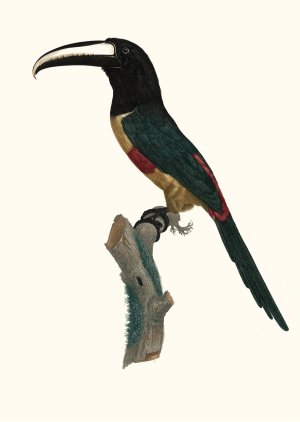 L'Aracari, a ceinture rouge by Jacques Barraband Oil Painting