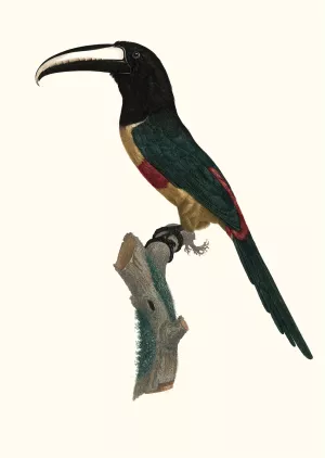 L'Aracari, a ceinture rouge Oil painting by Jacques Barraband