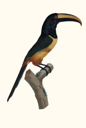L'Aracari, a cinture (ceinture) rouge, dans son extreme viellesse by Jacques Barraband Oil Painting