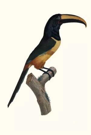 L'Aracari, a cinture (ceinture) rouge, dans son extreme viellesse Oil painting by Jacques Barraband
