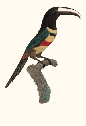 L'Aracari, a double ceinture by Jacques Barraband Oil Painting