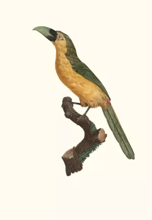 L'Aracari baillon by Jacques Barraband Oil Painting