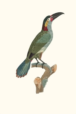 L'Aracari Koulik femelle by Jacques Barraband Oil Painting
