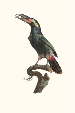 L'Aracari Koulik male de la Guyane by Jacques Barraband Oil Painting
