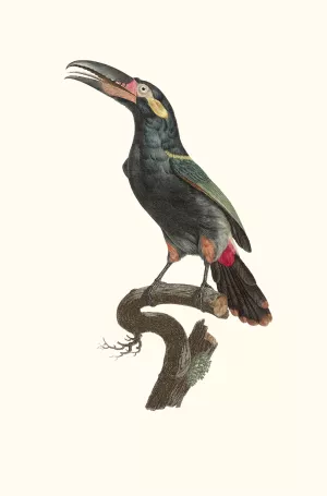 L'Aracari Koulik male de la Guyane Oil painting by Jacques Barraband