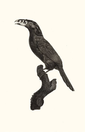L'Aracari Koulik male du Bresil by Jacques Barraband Oil Painting