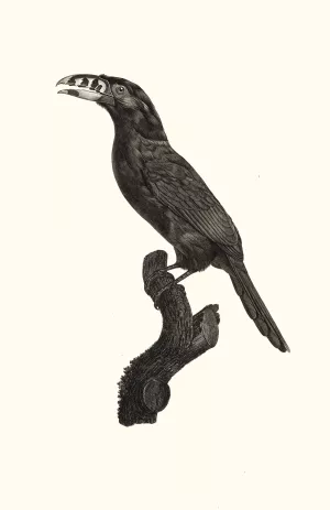 L'Aracari Koulik male du Bresil by Jacques Barraband Oil Painting