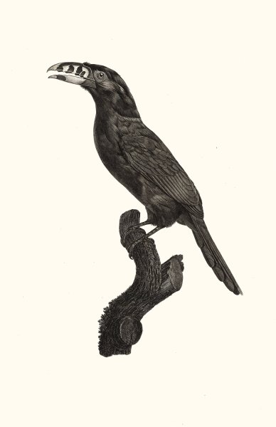 L'Aracari Koulik male du Bresil by Jacques Barraband - Hand-Painted Oil Painting Reproduction