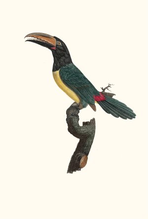 L'Aracari verd male by Jacques Barraband Oil Painting