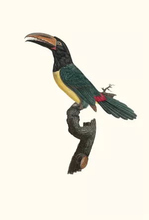 L'Aracari verd male Oil painting by Jacques Barraband