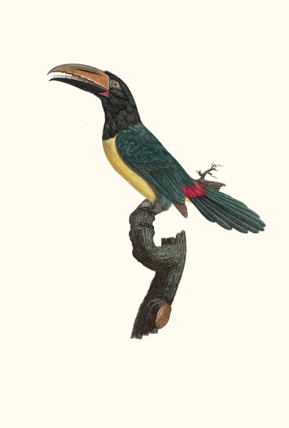L'Aracari verd male by Jacques Barraband - Hand-Painted Oil Painting Reproduction