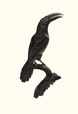 L'Aracari vert (verd), femelle by Jacques Barraband Oil Painting